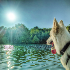Chien en voyage devant un lac avec le soleil qui brille