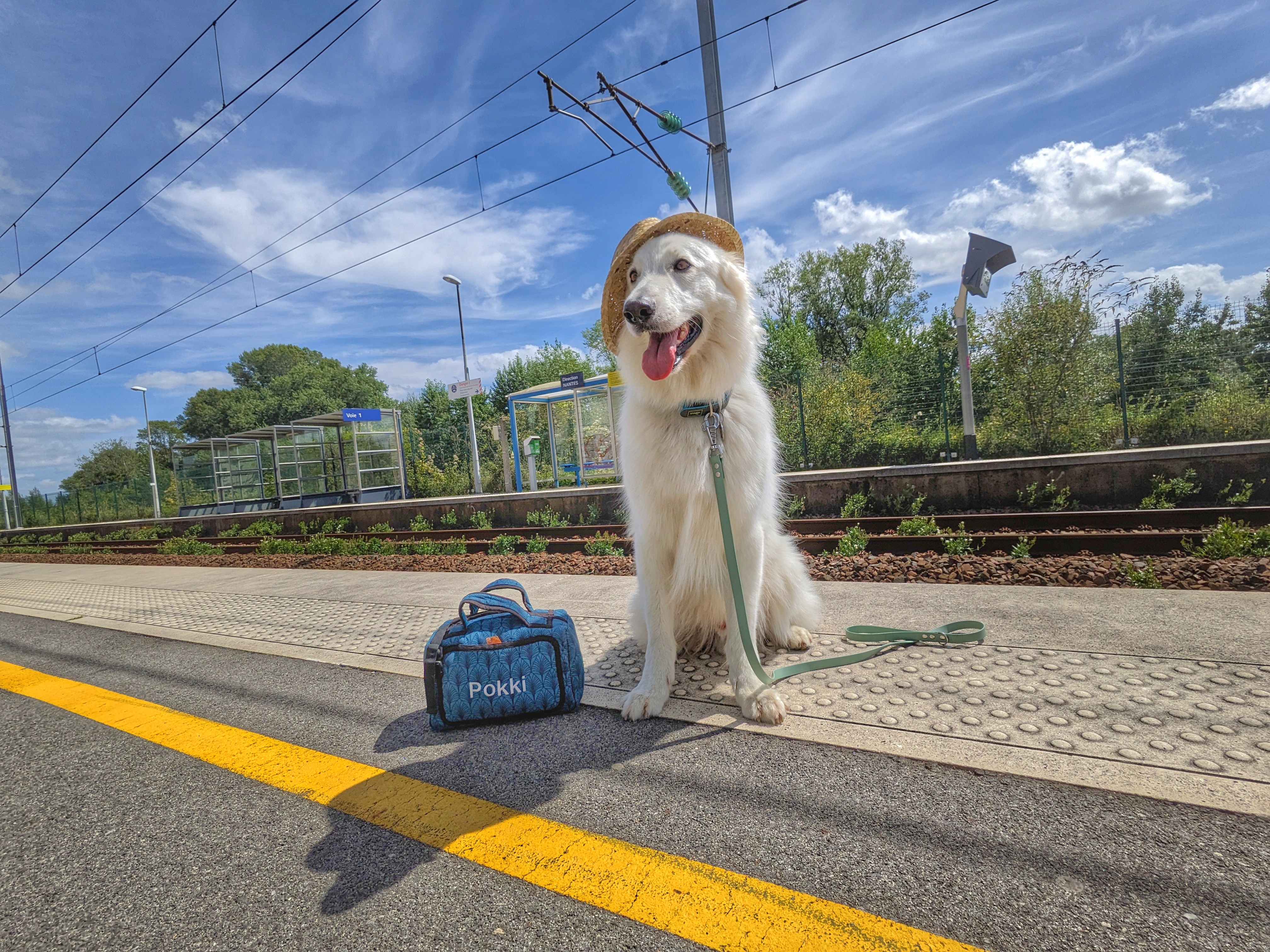Chien assis devant la porte d'un train pour voyager