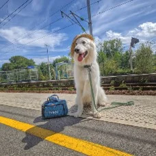 Chien assis devant la porte d'un train pour voyager