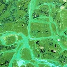 Cyanobactéries