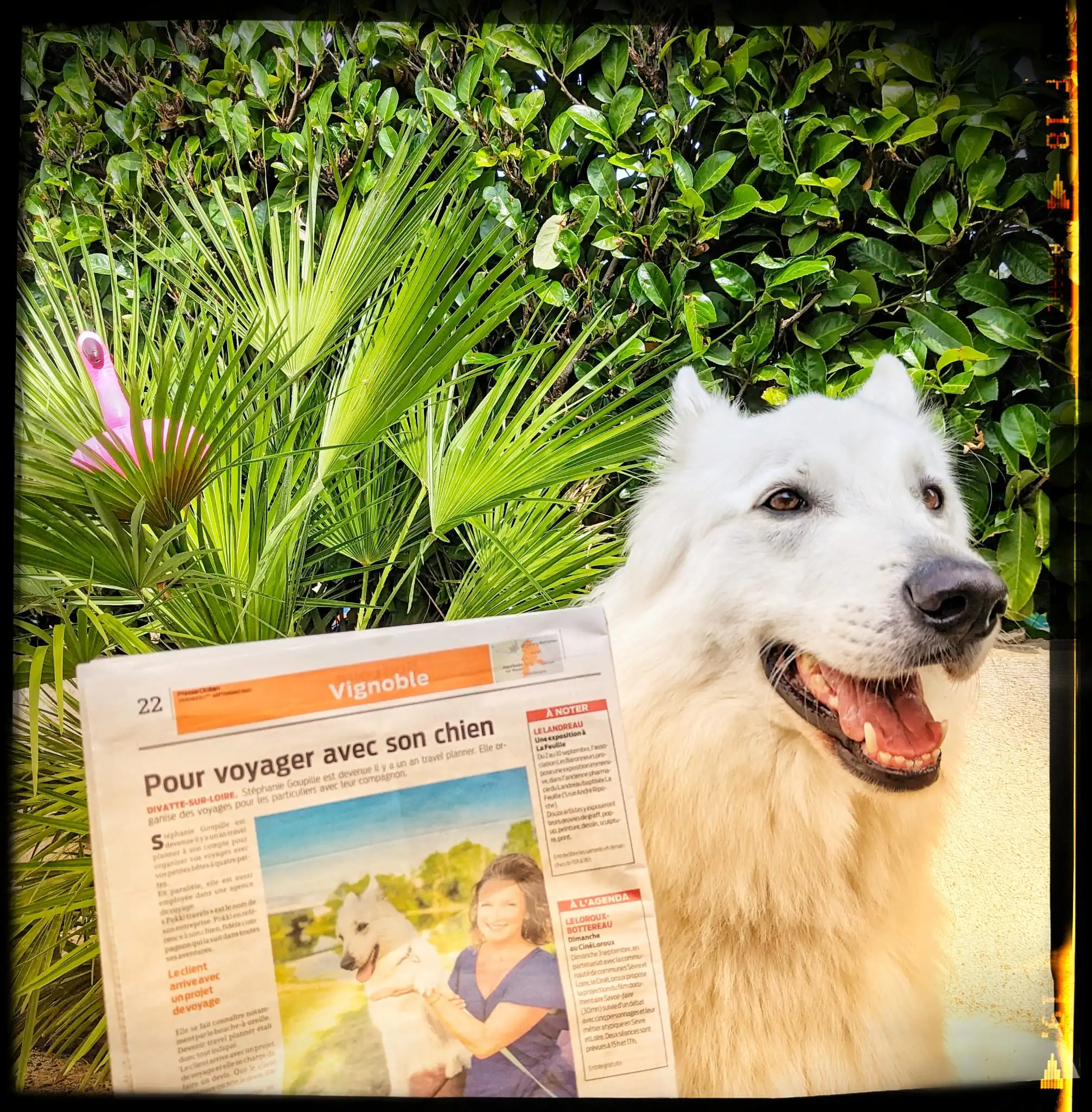 Pokki avec l'article du journal parru dans Presse Océan