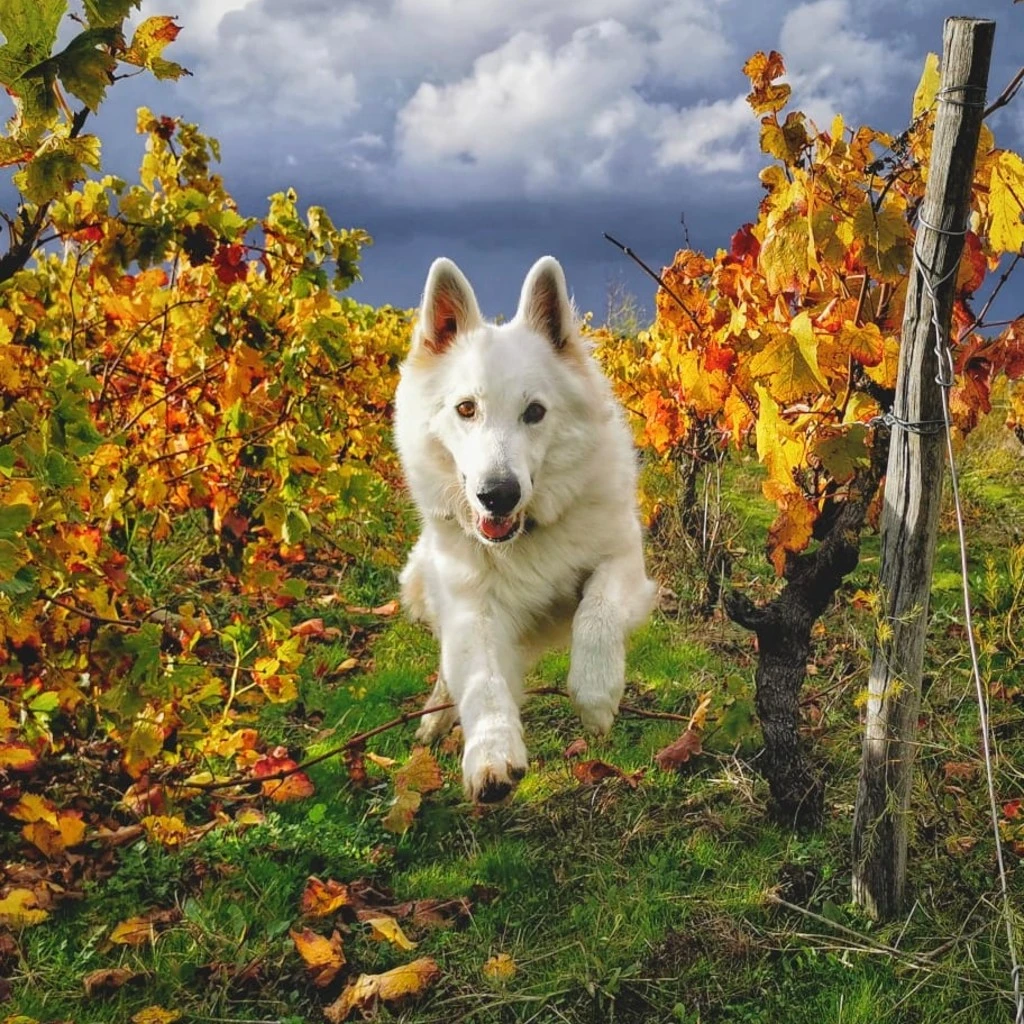 Berger blanc suisse dans les vignes Nantaise