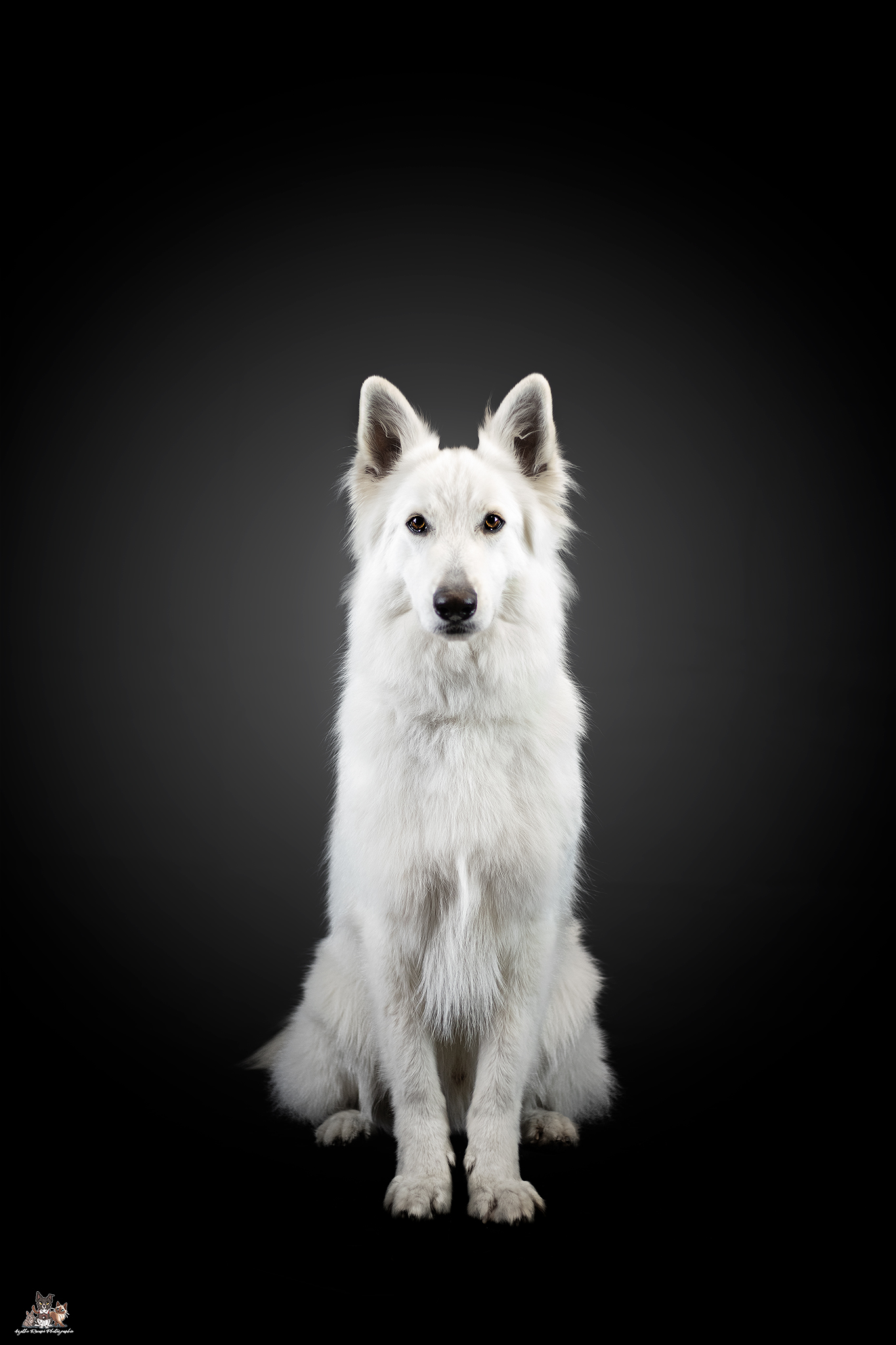 Photo du berger suisse blanc Pokki assis