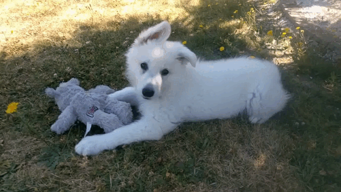 Pokki chiot avec son jouet