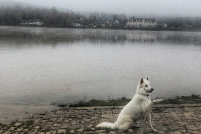 Chien devant la Loire au cours d'un voyage à Angers