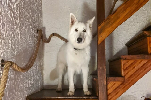 Chien dans l'escalier d'un gîte Angevin
