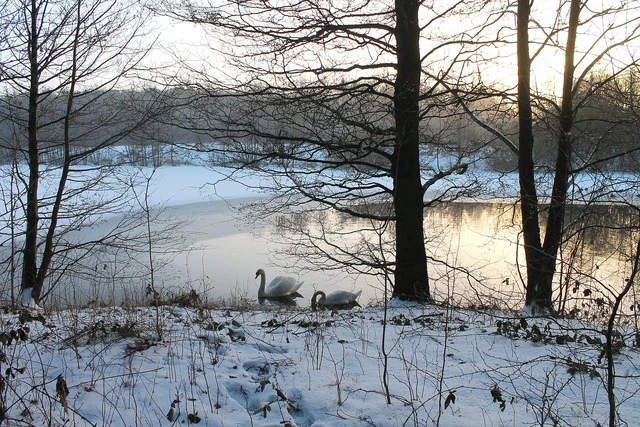 Photo d'un lac sous la neige avec deux cignes au premier plan