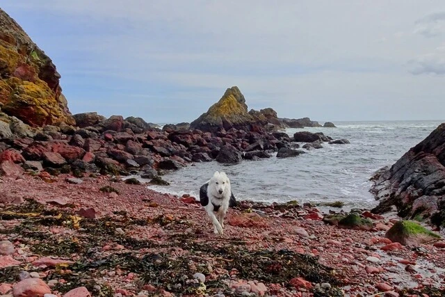 Chien courant sur une plage de galet
