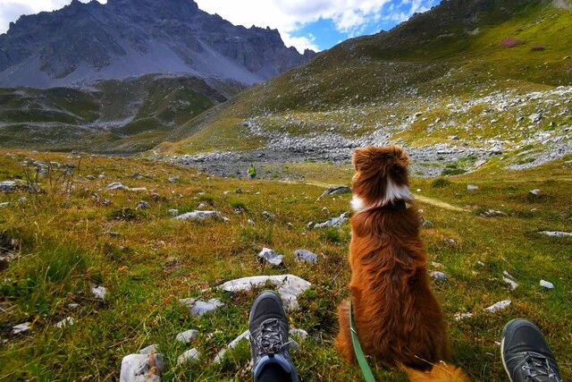 Chien assis en montage dans les Alpes lors d'une randonnée