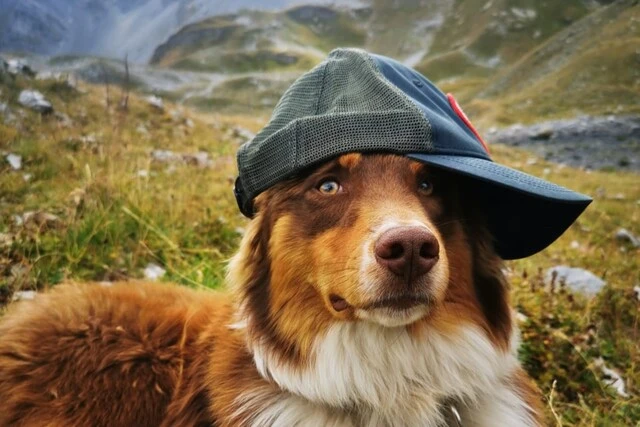 Chien avec une casquette