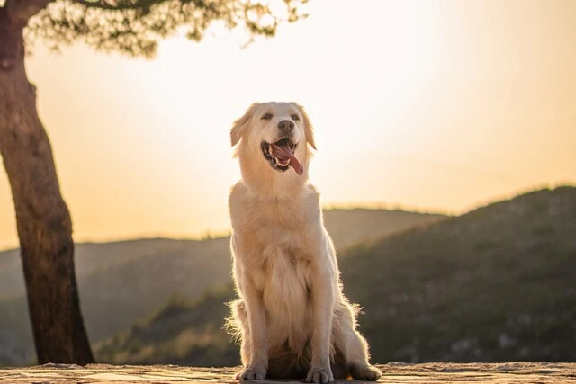 Photo d'un chien assis devant une montagne