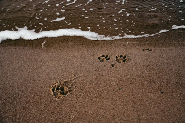 Pattes de chien dans le sable devant l'eau