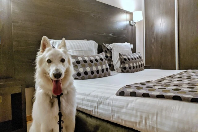 Chien dans une chambre d'hôtel en week-end à Nantes