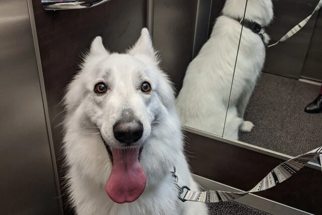 Chien dans un ascenseur en voyages à Nantes