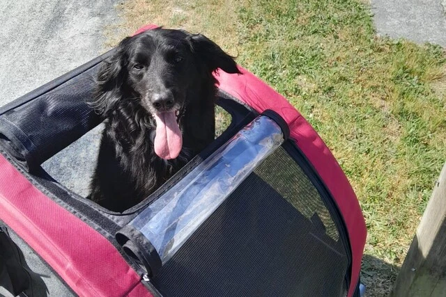 Photo 'un chien dans une cariole à vélo