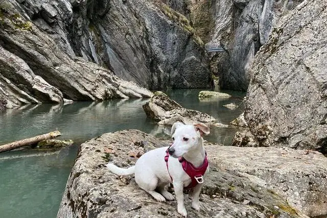 Berger blanc suisse avec un gilet de sauvetage