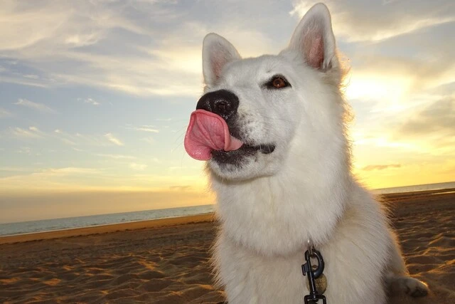 Berger blanc suisse à la plage