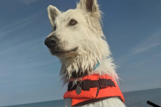 Berger blanc suisse avec un gilet de sauvetage