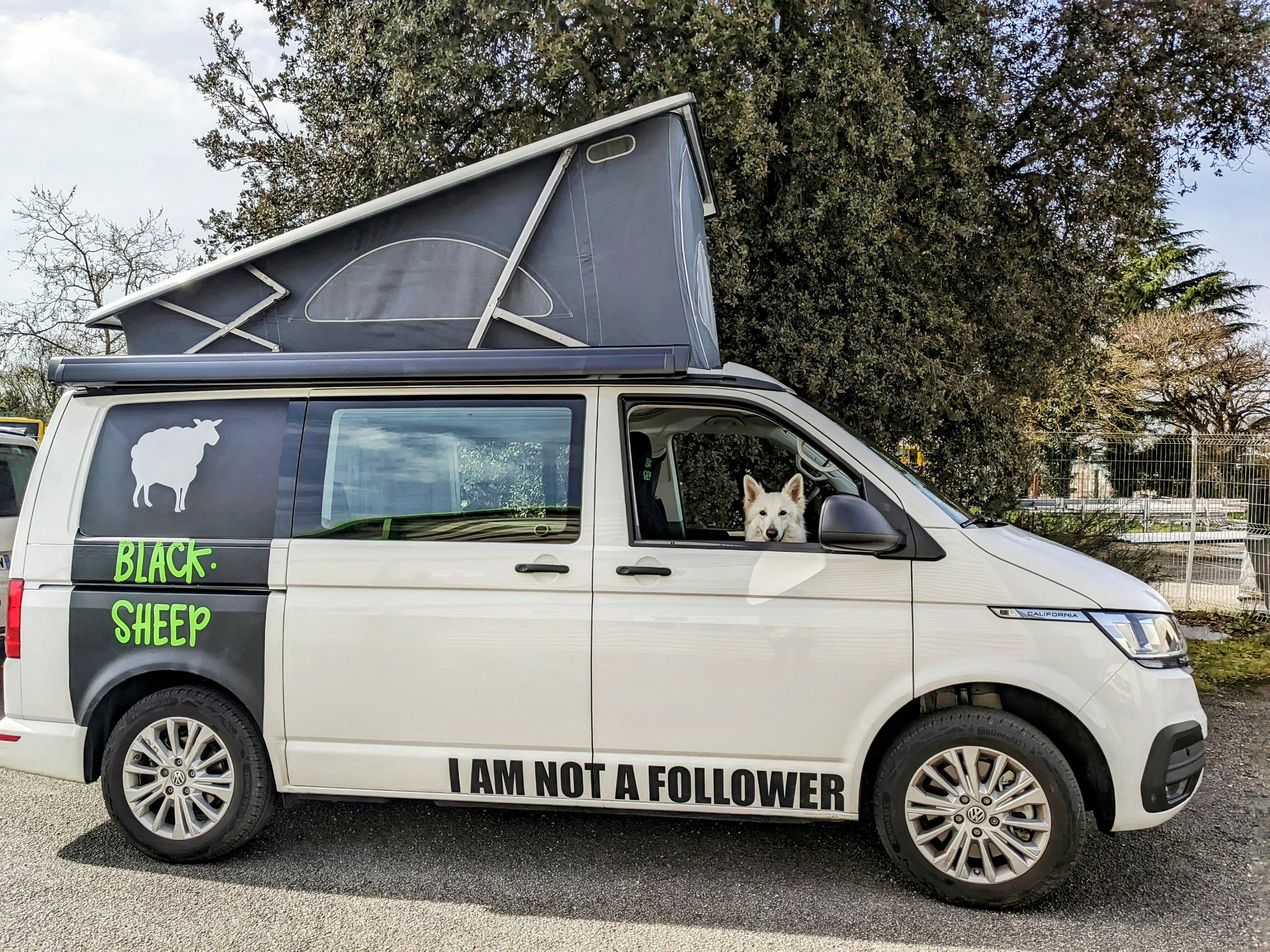 Chien assis dans une van