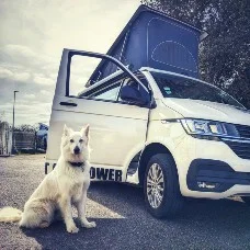 Chien assis dans un van Black-Sheep