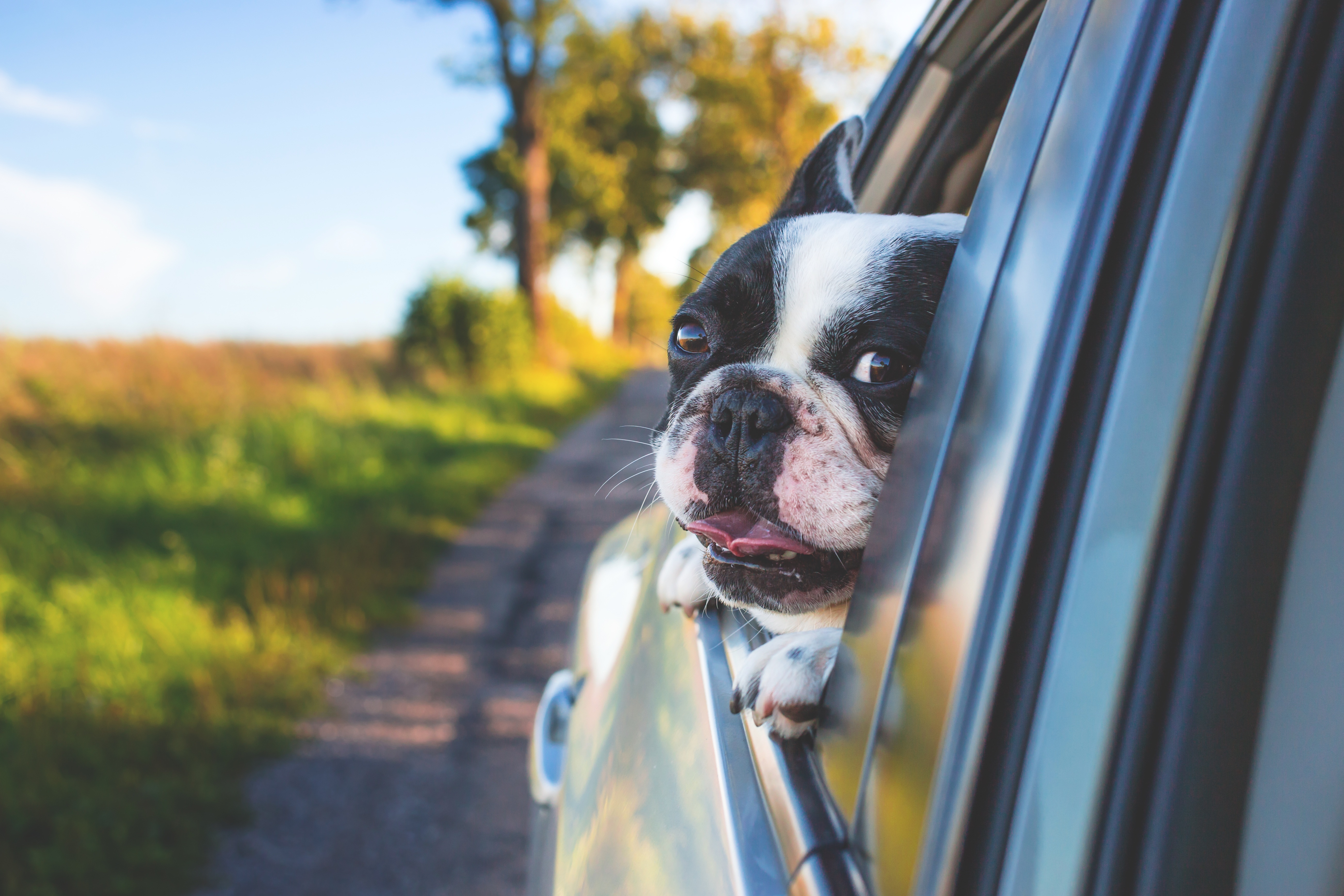 Chien voyageant en voiture la tête par la fenêtre